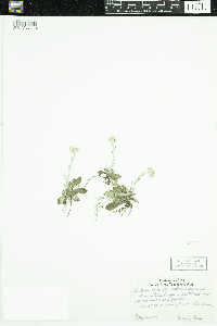 Antennaria howellii subsp. canadensis image