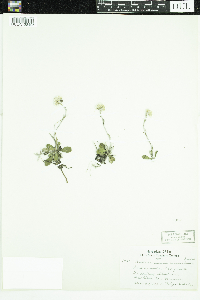 Antennaria howellii subsp. canadensis image