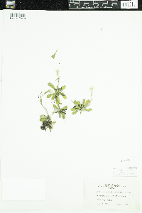 Antennaria howellii subsp. canadensis image