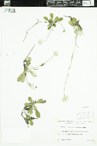 Antennaria howellii subsp. canadensis image