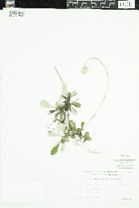Antennaria howellii subsp. canadensis image
