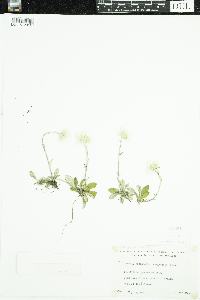 Antennaria howellii subsp. canadensis image