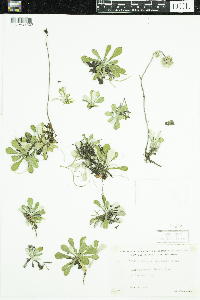 Antennaria howellii subsp. canadensis image