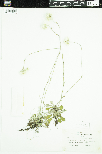 Antennaria howellii subsp. canadensis image