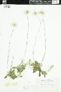 Antennaria howellii subsp. canadensis image