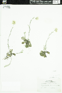 Antennaria howellii subsp. canadensis image