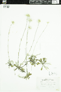 Antennaria howellii subsp. canadensis image