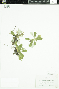 Antennaria howellii subsp. canadensis image