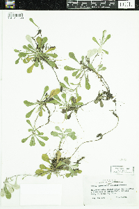 Antennaria howellii subsp. canadensis image