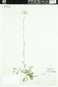 Antennaria howellii subsp. canadensis image