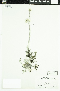 Antennaria howellii subsp. canadensis image