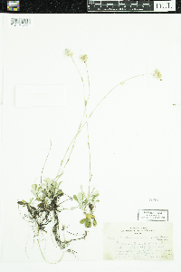 Antennaria howellii subsp. canadensis image