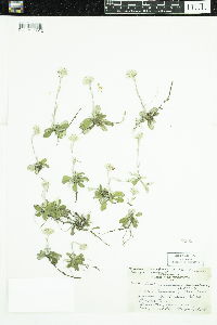 Antennaria howellii subsp. canadensis image