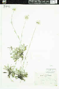 Antennaria howellii subsp. canadensis image