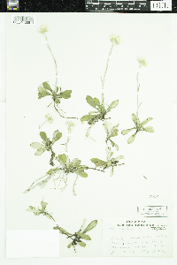 Antennaria howellii subsp. canadensis image