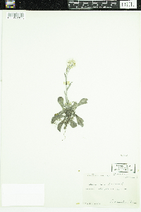 Antennaria howellii subsp. canadensis image
