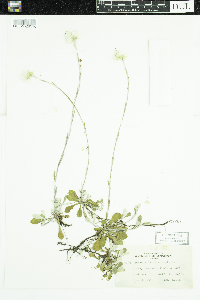 Antennaria howellii subsp. canadensis image