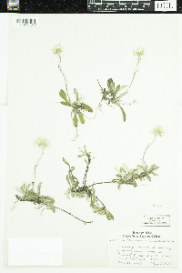 Antennaria howellii subsp. canadensis image