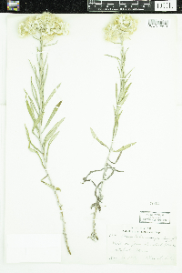 Anaphalis margaritacea image