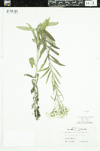 Anaphalis margaritacea image