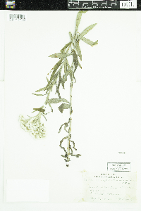Anaphalis margaritacea image
