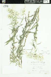 Anaphalis margaritacea image