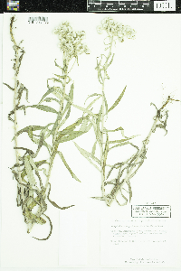Anaphalis margaritacea image