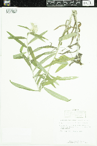 Anaphalis margaritacea image