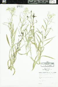 Anaphalis margaritacea image