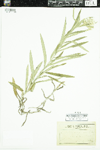 Anaphalis margaritacea image