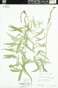 Anaphalis margaritacea image