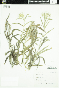 Anaphalis margaritacea image