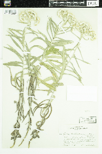 Anaphalis margaritacea image