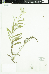 Anaphalis margaritacea image