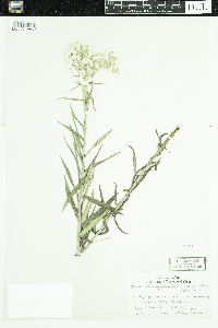 Anaphalis margaritacea image