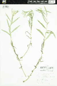 Anaphalis margaritacea image