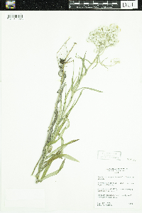 Anaphalis margaritacea image