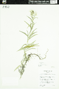 Anaphalis margaritacea image