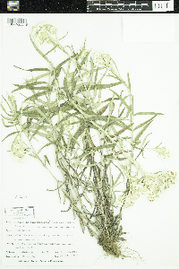 Anaphalis margaritacea image