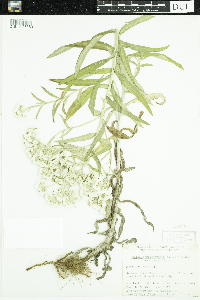 Media resource of Anaphalis margaritacea