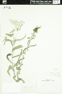 Anaphalis margaritacea image
