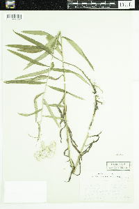 Anaphalis margaritacea image