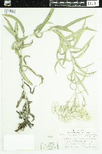 Anaphalis margaritacea image