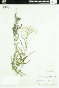 Anaphalis margaritacea image