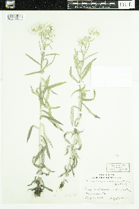 Anaphalis margaritacea image