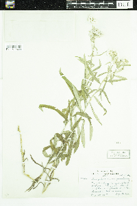 Anaphalis margaritacea image
