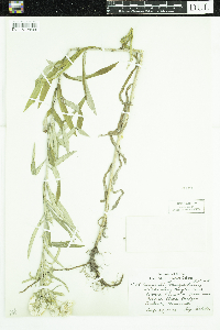 Anaphalis margaritacea image