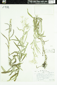 Anaphalis margaritacea image
