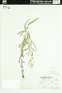 Anaphalis margaritacea image