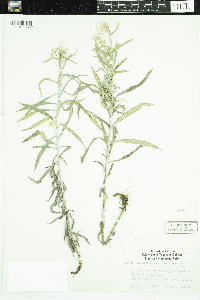 Anaphalis margaritacea image